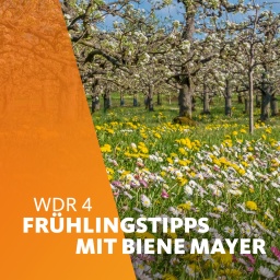 Obstbaumplantage im Frühling, Blumenwiese