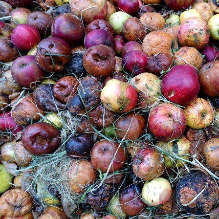 Faulender Haufen Bioäpfel