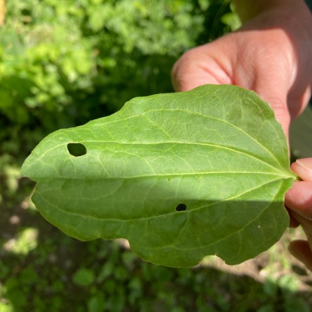 Eine Frau hält ein Blatt des Breitwegerichs in der Hand.