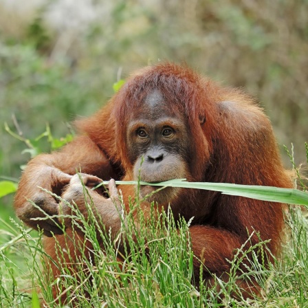 Bedrohte Orang-Utans auf Sumatra - Warum Auswildern so schwierig ist