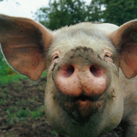 Die Tierdocs: Schwein klopft Sprüche