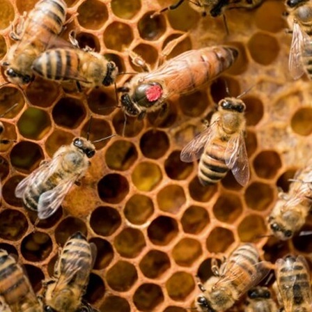 Bienen mit einer Bienenkönigin auf einer Wabe
