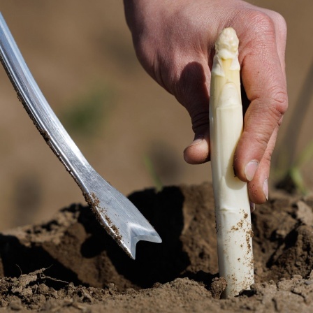 Auf dem Feld eines Spargelhofes wird Spargel geerntet.