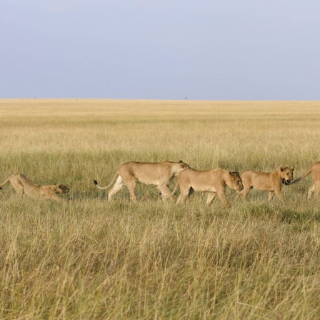 Ein Löwenrudel (Panthera leo) durchstreift die Savanne, Masai Mara, Narok County, Kenia, Afrika