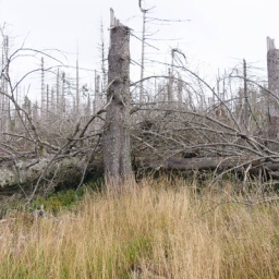 Klimawandel-Baumsterben im Nationalpark Harz nahe des Brocken zwischen Torfhaus und Oderbrueck Klimawandel-Baumsterben in Deutschland