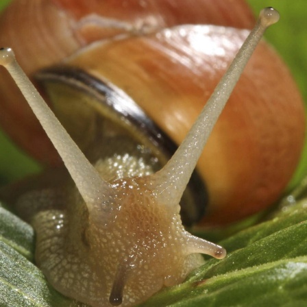 Die Tierdocs: Schnecke will nicht mehr ins Haus
