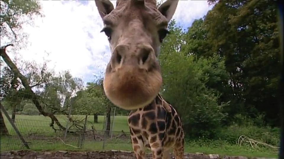 Giraffe, Erdmännchen & Co. : Mit Haut und Haaren (60) | ARD Mediathek