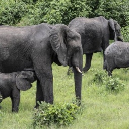 Eine Gruppe Elefanten läuft durch den Chobe Nationalpark in Botswana.