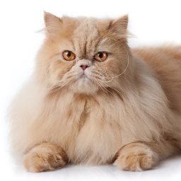 eine Perserkatze
