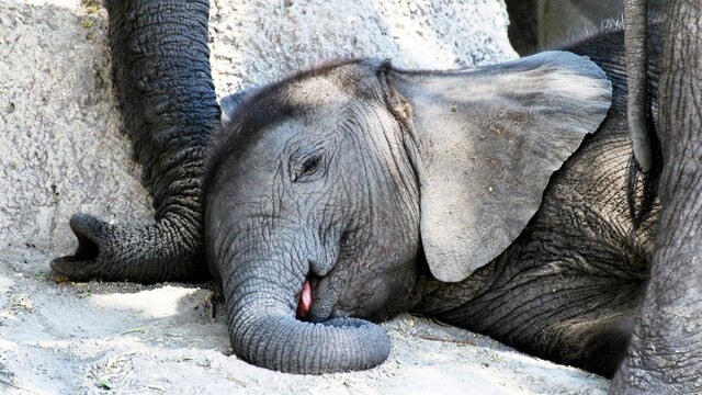 Elefanten-Siesta: Im Schutz der Herde verschläft das Kleine die Mittagshitze im Schatten eines Baumes.