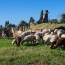 Öko-Weiden für Schafe in Pompeji zur nachhaltigen Grünpflege.