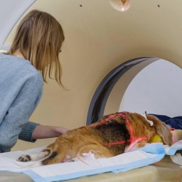 Ein Hund wird in der Klinik für Kleintiere auf eine Computertomographie vorbereitet.