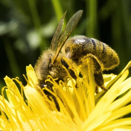 Biene sucht Nektar auf einem Löwenzahnblüte