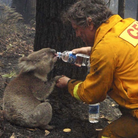Bedrohte Tierwelt - Die Brände in Australien und die Folgen