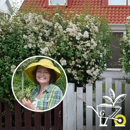 Collage: Gartenexpertin Brigitte Goss/ eine blühende, üppige Hecke hinter einem Gartenzaun