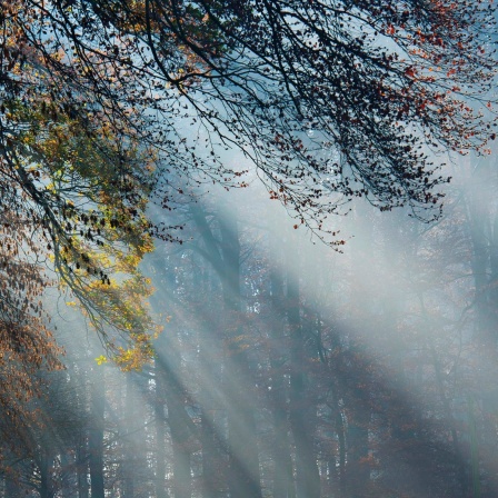 Das Beitragsbild des WDR3 Musikporträt "Solastalgie - Vom Heimweh nach der Natur" zeigt Sonnenstrahlen im nebeligen Herbstwald.