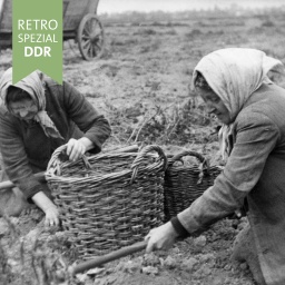 Zwei Frauen bei der Ernte von Kartoffeln mit Körben und Hacken auf einem Feld bei Berlin (1963).