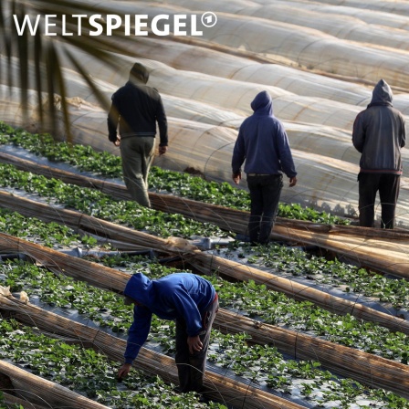 Arbeitskräfte auf einem Erdbeerfeld