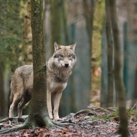 Ein Wolf steht in einem Wald.