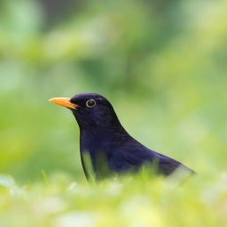 Eine Amsel auf einer grünen Wiese