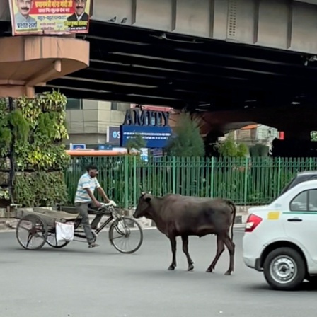 Eine Straßenkreuzung mit Autos, Kuh und Rikscha in Neu Dehli 
