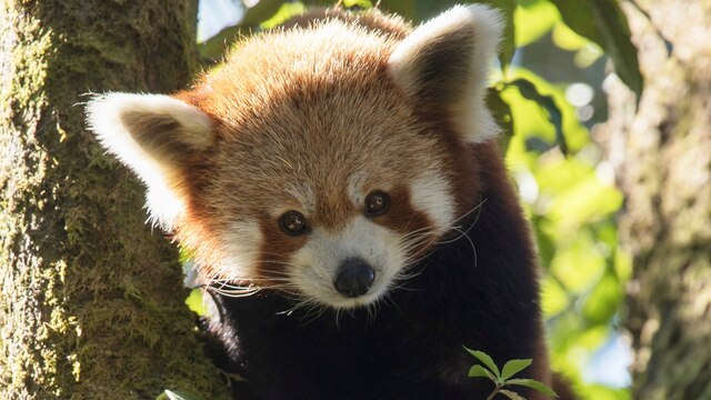 Der Rote Panda gilt als schönstes Säugetier der Welt.