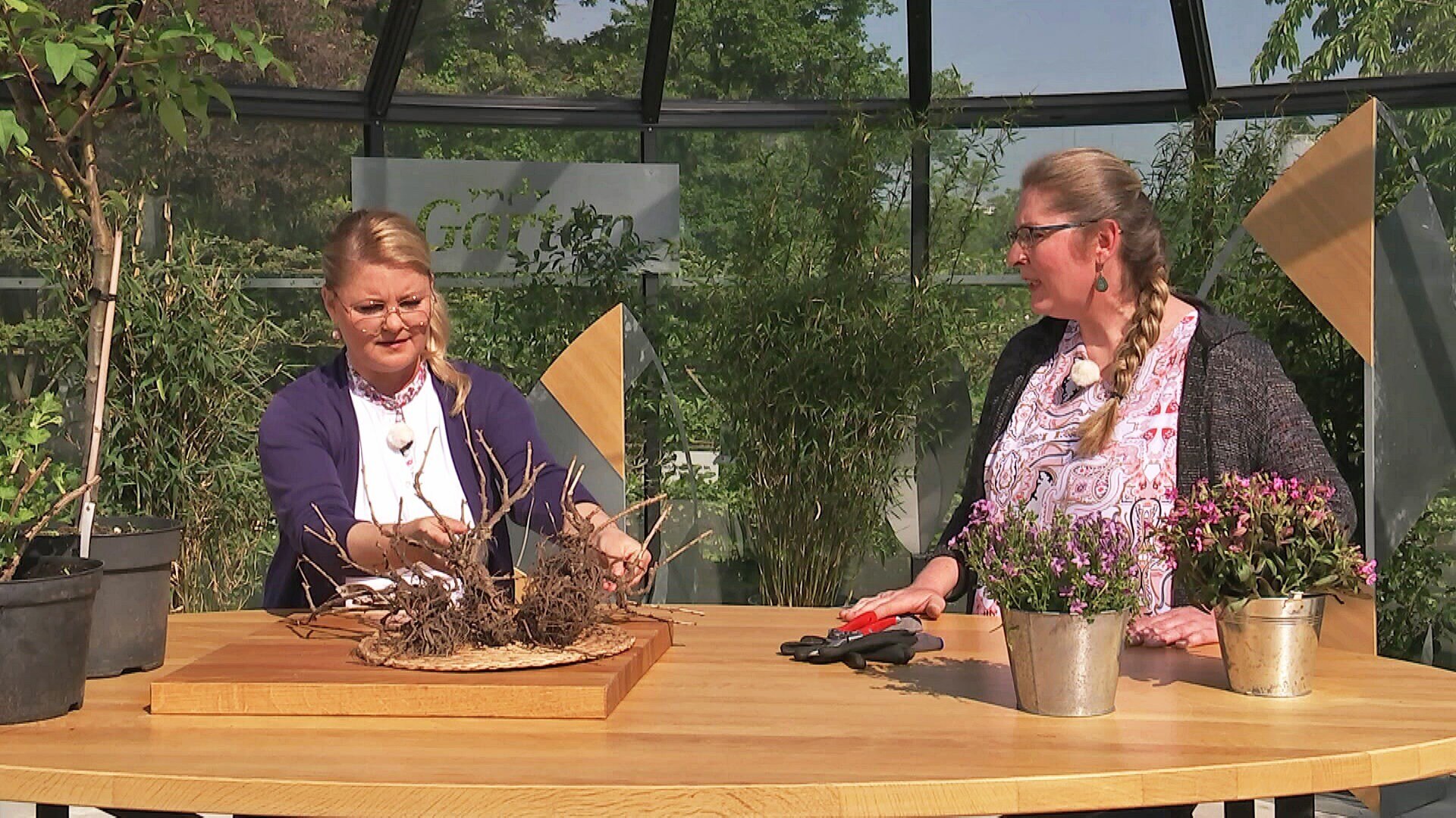 MDR Garten Wurzelnackte Pflanzen oder Containerware? ARD Mediathek
