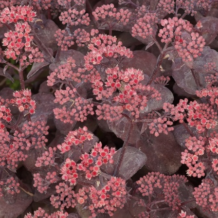 Sedum Hybride Karfunkelstein