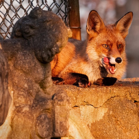 Ein Fuchs sitzt auf einer Berliner Friedhofsmauer und sonnt sich im Licht der tief stehenden Wintersonne. Dabei steckt er die Zunge heraus und leckt sich die Lefzen.