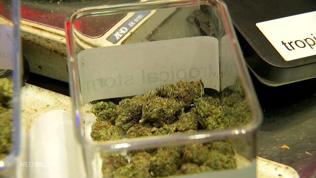 Mehrere Cannabisblüten in einem Glas.