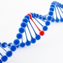Darstellung eines DNA-Moleküls in blau und rot auf weißem Grund.