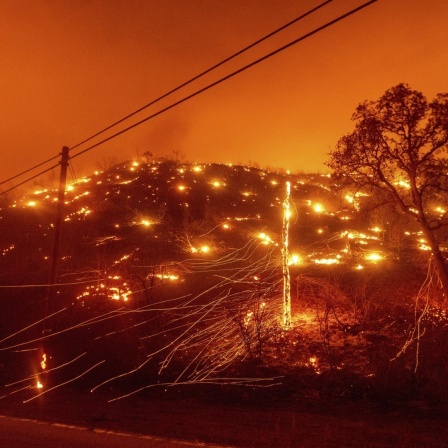 USA, Vacaville: Bäume brennen an einem Hang bei einem Waldbrand.