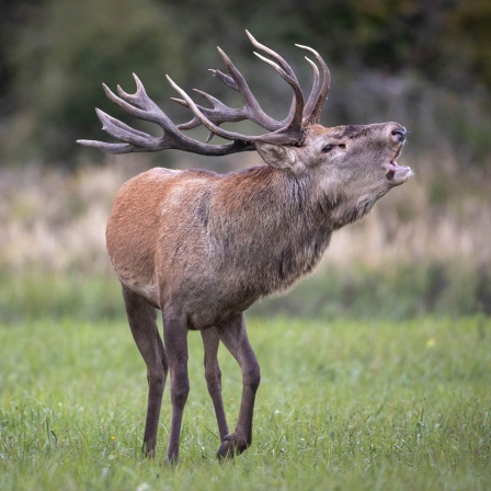 Rothirsch auf der Brunftwies in der Wildniskernzone der Naturlandschaft Döberitzer Heide (Bild: picture alliance / Ingolf König-Jablonski)