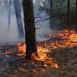 Brennender Waldboden in der Lieberoser Heide.