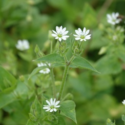 Eine grüne Pflanze, die Waldsternmiere, mit mehreren weißen Blüten. 