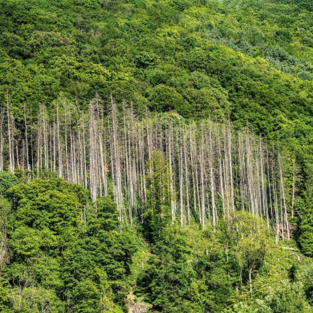 Fichten, abgestorben durch Borkenkäfer Befall, inmitten eines gesunden, intakten Laubwalds im Sauerland.