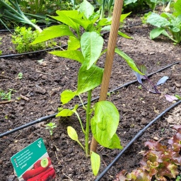 Eine Spitzpaprika-Pflanze im NDR Beet