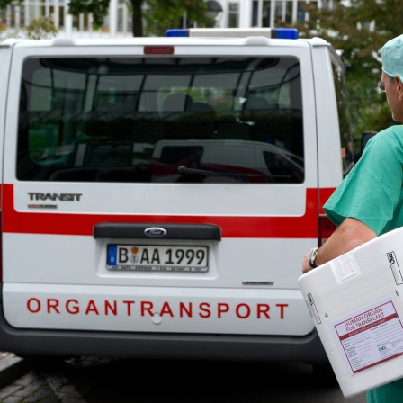 Ein Styropor-Behälter zum Transport von zur Transplantation vorgesehenen Organen wird zu einem Fahrzeug gebracht