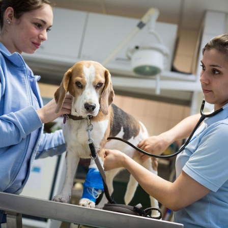Ein Hund wird von zwei Tierärztinnen untersucht.