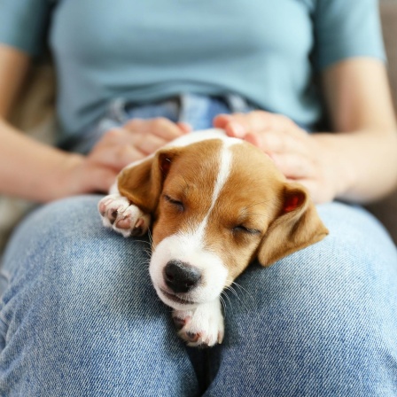 Mensch und Hund - Eine Erfolgsgeschichte