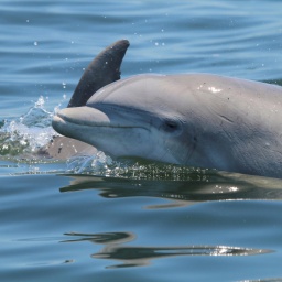 Ein Delfin schaut aus dem Wasser.