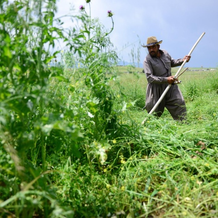 Ein Bauer im Irak mäht Gras mit Sensen auf einem landwirtschaftlichen Feld, um seine Tiere im Winter zu versorgen.