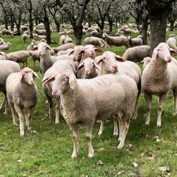Schafe auf einer Weide
