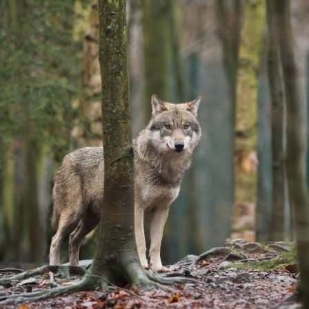 Ein Wolf in einem Wald. Symbolbild: Wolfsichtungen in NRW