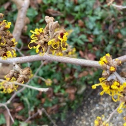 Zaubernuss im Berggarten