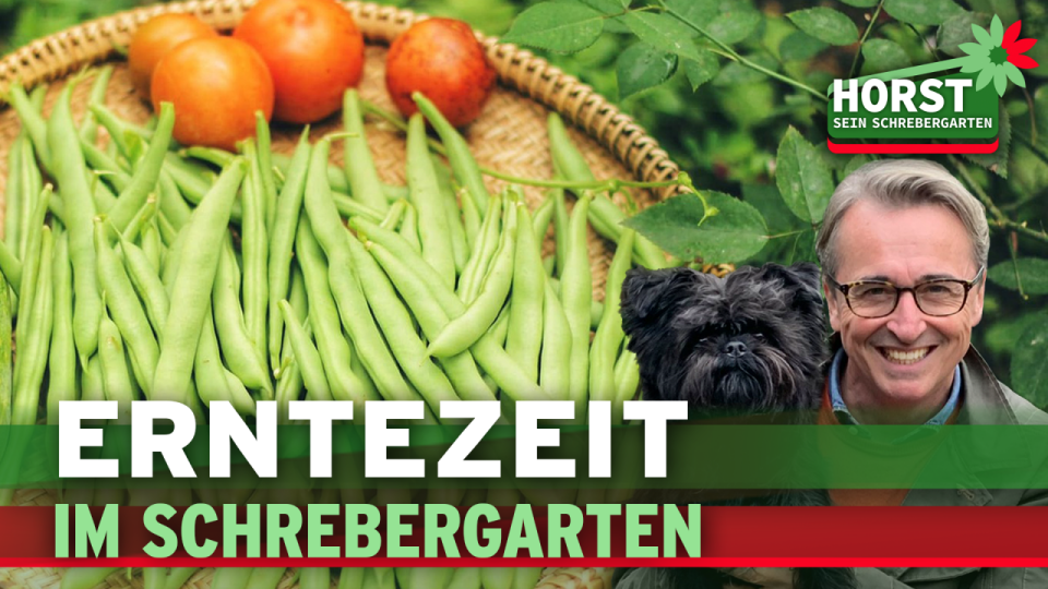 Bohnen und Tomaten richtig ernten