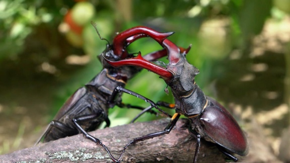 Erlebnis Erde - Naturwunder Gemüsegarten - Die Große Welt Der Kleinen Tiere