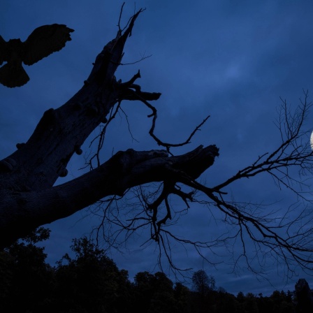 Ein Uhu landet auf meinen toten Baum, gruselige Atmosphäre, Vollmond, Nacht, Wald