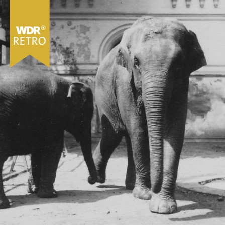 Zwei Elefanten im Gehege im Kölner Zoo