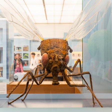 Das Modell einer Fruchtfliege in 500-facher Vergrößerung im Deutschen Hygiene-Museum in Dresden